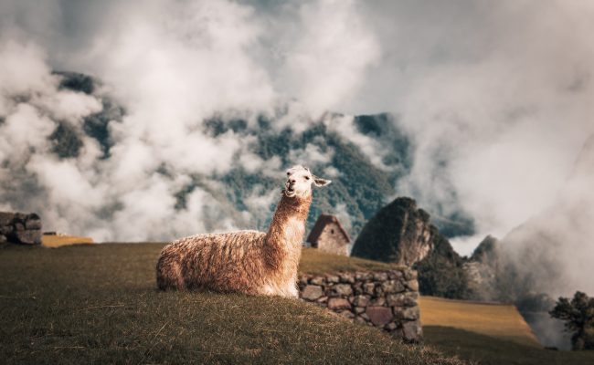 Llama at Machu Picchu Inca Ruins - Sacred Valley, Peru