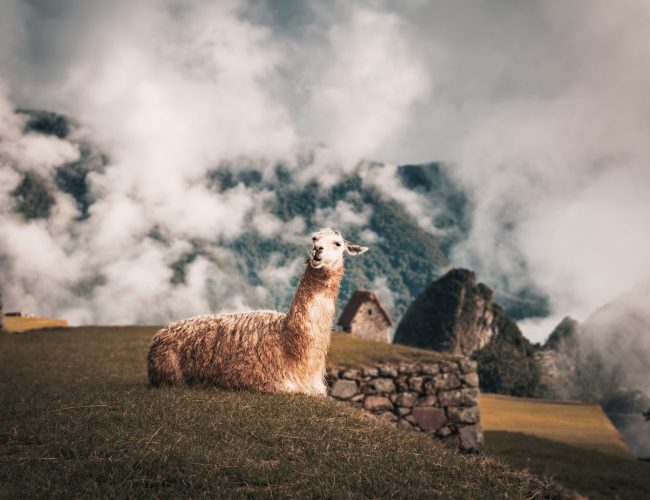 Llama at Machu Picchu Inca Ruins - Sacred Valley, Peru